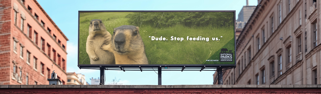 Wild Takes campaign hero mockup